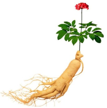 Ginseng root of Xtrazex(1)