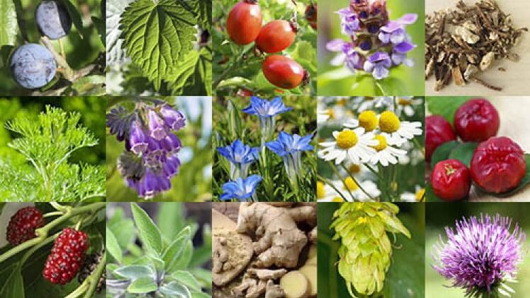 Types of herbs that increase potency