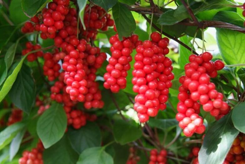 Schisandra chinensis enhances effectiveness
