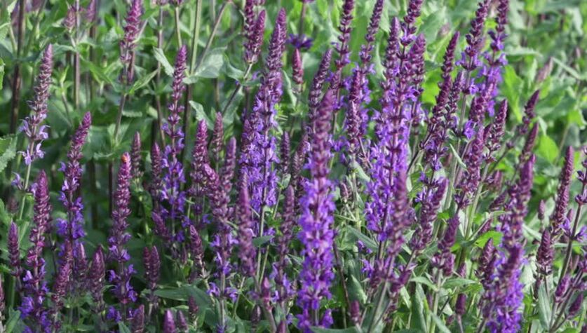 sage for added potency