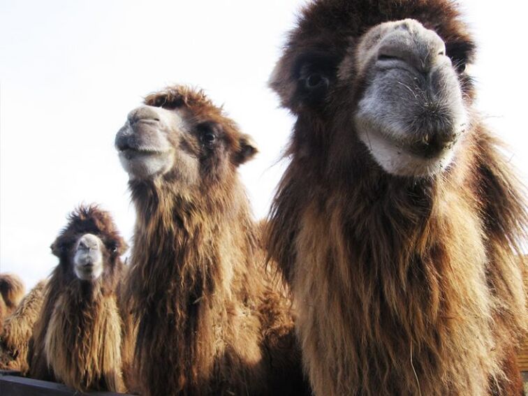 Camel and its stomach functions