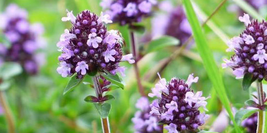 Thyme strengthens men's sexual strength