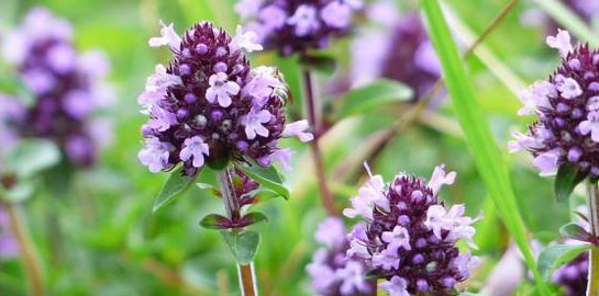 Thyme strengthens men's sexual strength